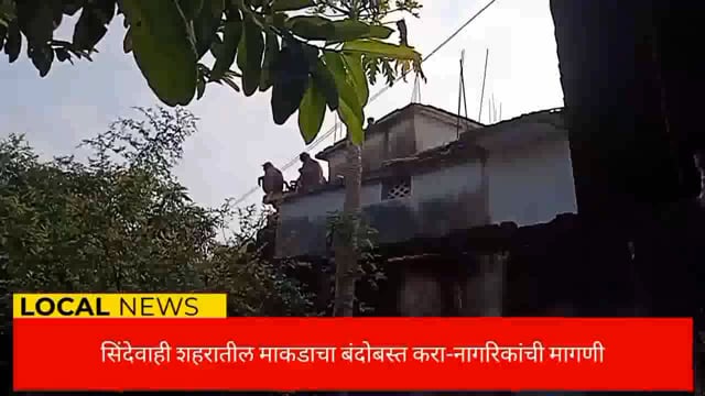 माकडाचा बंदोबस्त करा-नागरिकांची मागणी. 