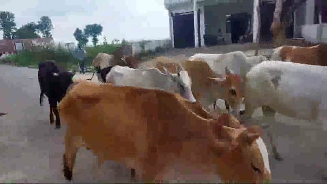 *तिताऊ लौकी उपर से नीम चढ़ी* अर्थात बारिस हुयी कम, उपर से छुट्टा जानवर फसल कर रहे चट

ब्लाक रामपुर संग्रामगढ़ क्षेत्र