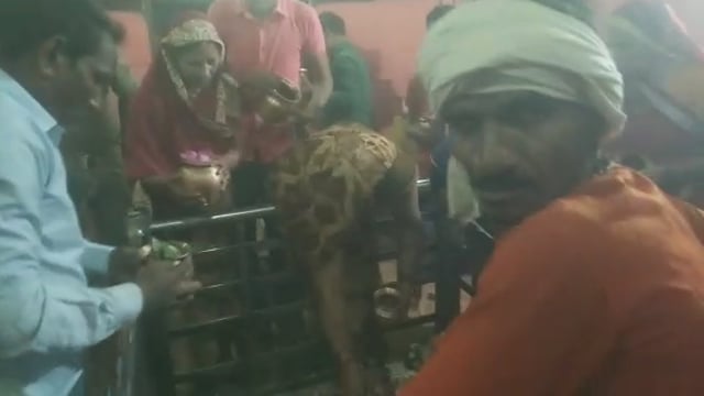 वजीरगंज के बाल्हाराई स्थित सिद्ध पीठ बालेश्वर नाथ मंदिर पर आज सुबह ३ बजे से कांवरियों ने शुरू किया जलाभिषेक