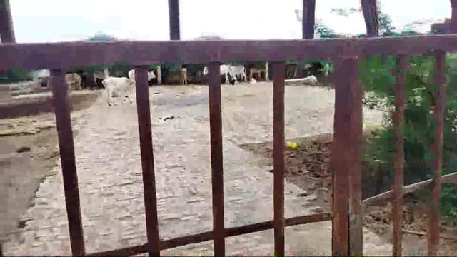 गौशाला गौवंश के लिए बनी जेल, चार केयर टेकर मे मौके पर एक भी नही, गेट पर लगा है ताला, 
रामपुर संग्रामगढ़ कस्बालातीफपुर