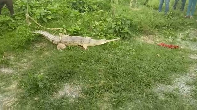 सिद्धार्थनगर जिले के बिथरिया में मिला मगरमच्छ 