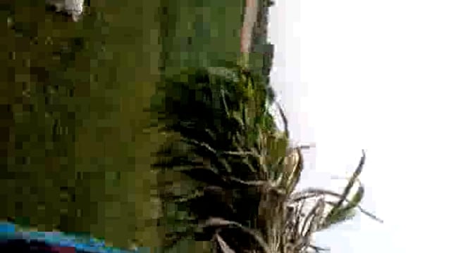 नहीं बरसे मेघा, सूखी फसल