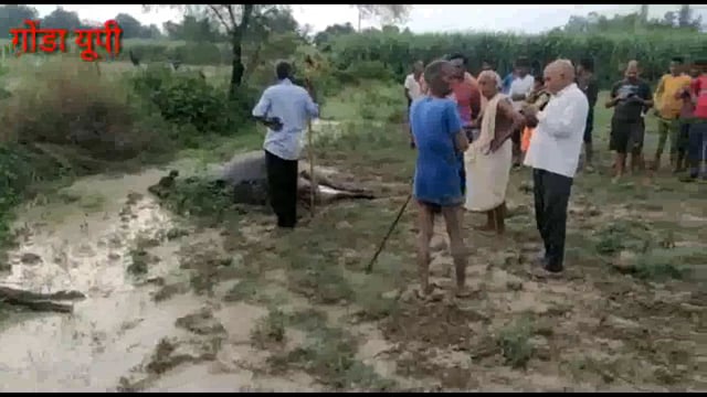 तरबगंज: बारिश में जमीन पर उतरने करंट की चपेट में आने से दो भैंस की मौत