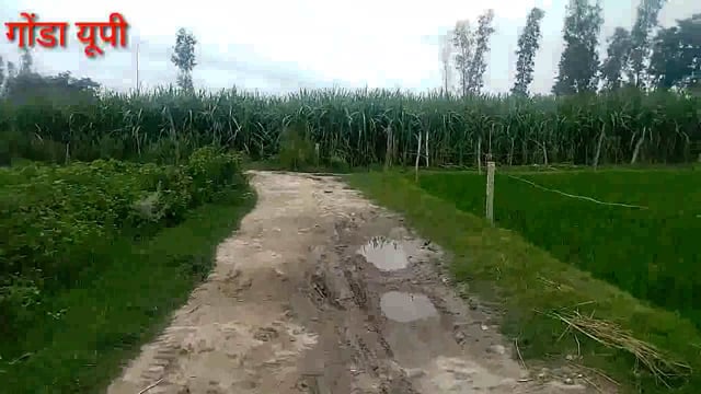 तरबगंज: 10 वर्षों से गड्ढों में तब्दील  संपर्क मार्ग पर लोगों को आने जाने में हो रही समस्या जिम्मेदार नहीं दे रहे ध्यान