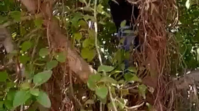 मथुरा सदर तहसील प्रशासनिक अधिकारियों पर लगाए गंभीर आरोप परेशान होकर महिला चढ़ी पेड़ पर फांसी लगाने के उद्देश्य