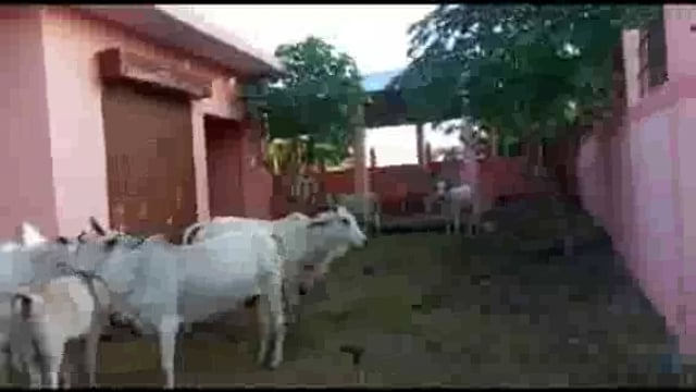 गोंडा:छुट्टे गोवंश भूख और प्यास से तड़प रहे हैं वहीं प्रशासन बेखबर है