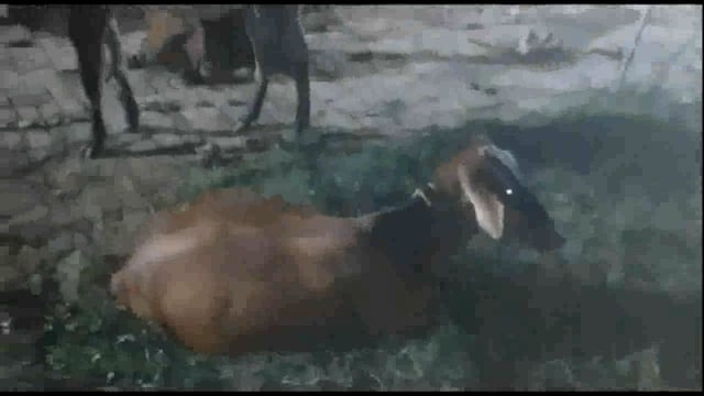 अड़ींग पेट्रोल पंप के सामने अनियंत्रित होकर पलटा टैंकर , दो लोगों सहित गायों को लिया चपेट में , शराबी ड्राइवर गिरफ्तार ।