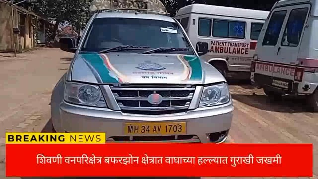 शिवनी वनपरिक्षेत्र बफरझोन येथील नियत  क्षेत्र वासेरा येथे वाघाच्या हल्ल्यात गुराखी जखमी. 