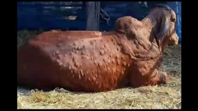 जनावरांमधील लंपी चर्मरोग प्रादुर्भाव रोखण्यासाठी सांगली जिल्ह्यात मनाई आदेश; जनावरांचे बाजार बंद राहणार


