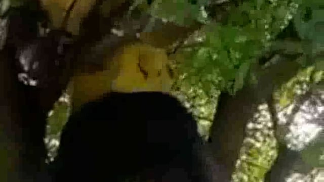 निबसानी मे3दिन पूर्व लापता 16वर्षीय किशोर का शव पेड़ पर लटका मिला मौके पर पहुंची पुलिस ने शव को पोस्टमार्टम के लिए भेजा 