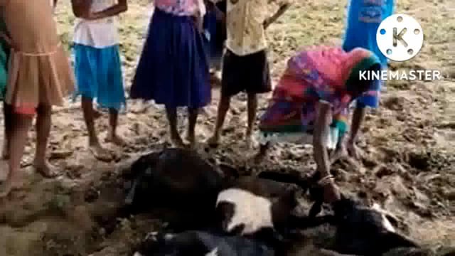 वज्रपात से पीरहमा गांव के 1 दर्जन से ज्यादा मवेशियों की हुई मौत 4 व्यक्ति घायल