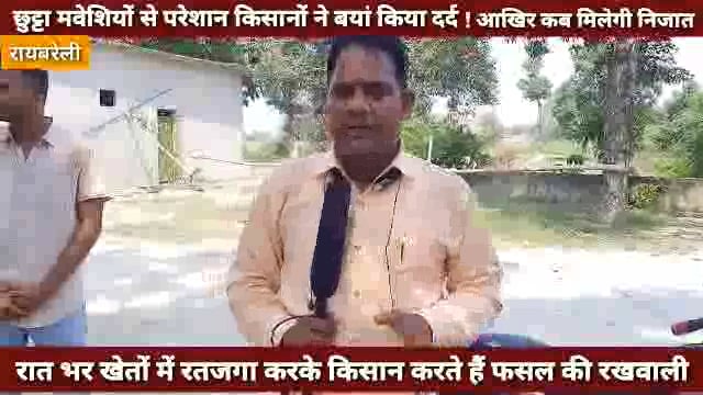छुट्टा मवेशियों से परेशान किसानों ने बयां किया दर्द ! रात भर खेतों में रतजगा करके करते हैं फसलों की रखवाली