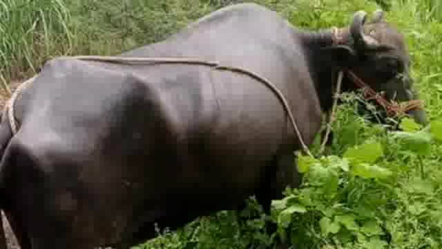 गुडसुर येथे विजेच्या धक्याने शेतकऱ्यांची म्हैस व वगार दगावली