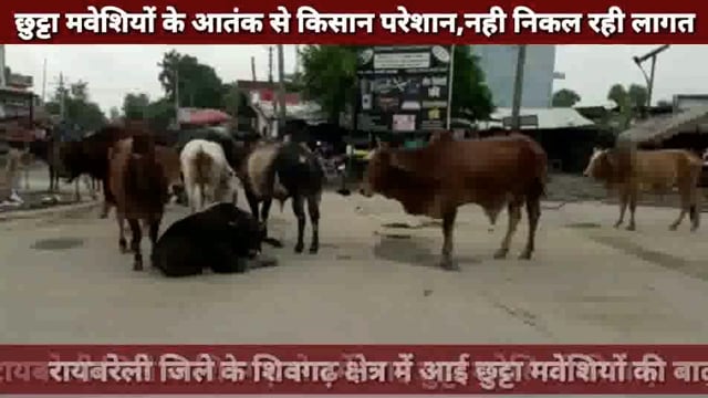 छुट्टा मवेशियों के आतंक से किसान परेशान ! चौबीसों घंटे करनी पड़ती है खेतों की रखवाली