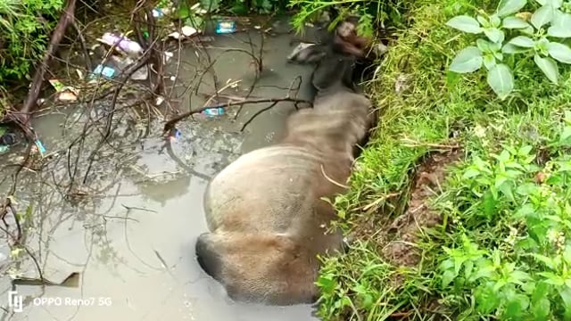 जालौन

नाले में गिर पड़ा सांड
जालौन कोतवाली के सामने बने नाले का मामला 