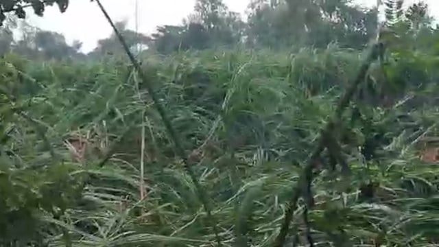 नवाबगंज 24 घंटे से लगातार हो रही बारिश से गिरी गन्ने की फसल किसानों का हुआ नुकसान