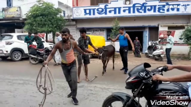 खबर औरैया से।नगर पालिका अधिशासी अधिकारी के निर्देश पर आवारा जानवरों के खिलाफ चलाया गया अभियान