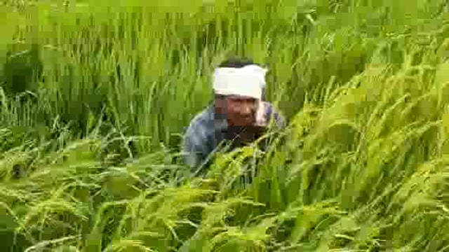 बसडीला मोदी नानकार में 2वर्ष पहले बने सामुदायिक शौचालय में लटक रहा ताला खुले में शौच करते ग्रामीण कैमरे में कैद ।