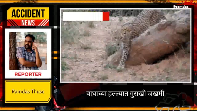 वाघाच्या हल्ल्यात गुराखी गंभीर जखमी