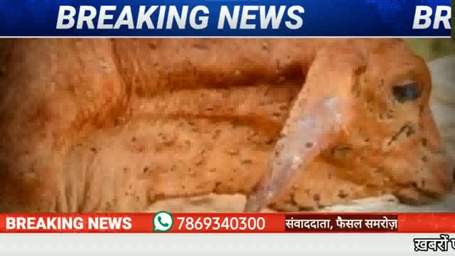 ज़िले में लम्पी वायरस  तेज़ी से फैल रहा है ।अब तक 500 से ज़्यादा मावेशियों पाया गया लम्पी वायरस
#NMNEWS #burhanpur 