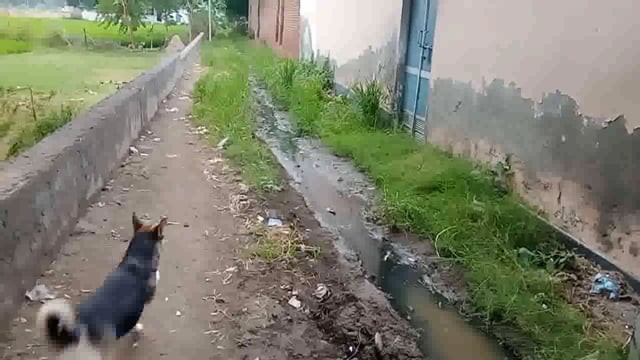खैर तहसील के गांव शिवाला कला में स्कूल को जा रहा रास्ता बहुत ही दुर्लभ पड़ा हुआ है बच्चे भी स्कूल नहीं जा रहे हैं