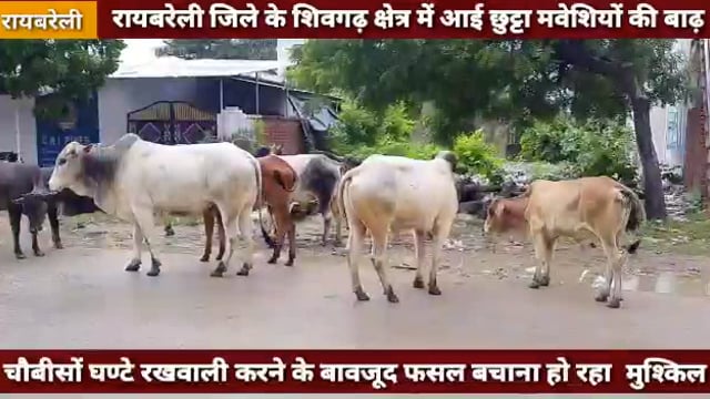 छुट्टा मवेशियों के आतंक से किसान परेशान ! जिम्मेदार लापरवाह