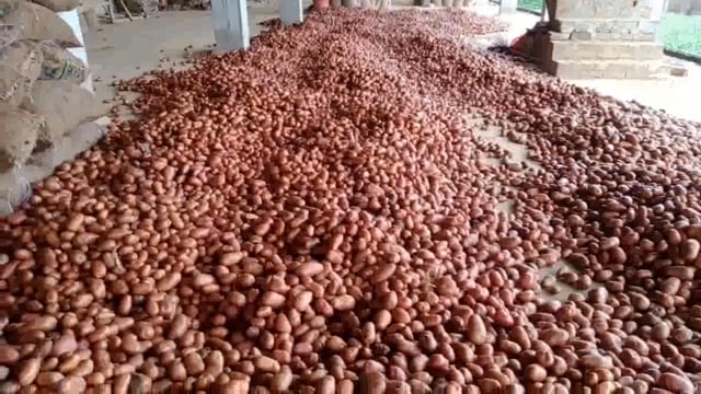 कन्नौज के इंदरगढ़ क्षेत्र में फसल के लिए आलू निकासी शुरू वहीं बारिश बनी खलल किसान परेशान कोल्ड स्टोर में फैला आलू