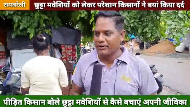 छुट्टा मवेशियों से परेशान किसानों ने बयां किया दर्द ! बोले कैसे बचाएं जीविका