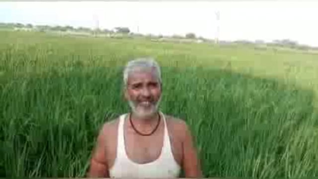 जालौन:योगी सरकार के मंसूबों पर पलीता लगा रहे, जिम्मेदार किसानों की फसल नष्ट करते गौवंश का वीडियो सोसल मीडिया पर वायरल