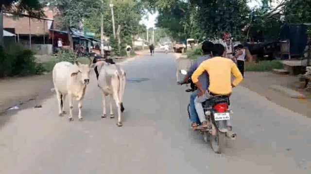 कन्नौज के इंदरगढ़ के ग्राम पंचायत कलशानके पटेल नगर तिराहे पर अन्ना पशुओं की दुर्दशा भूखे प्यासे सड़क पर घूम रहे अन्ना पश