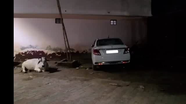 नगर पालिका नानपारा मोहल्ला राठंन टोला 
हनुमान जी के पूजा होता है शंकर जी के मूर्ति भी रखी जाती जिसमें नगर पालिका मौके पर