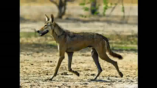 आटपाडीतील दबई कुरण संरक्षित राखीव क्षेत्र घोषित