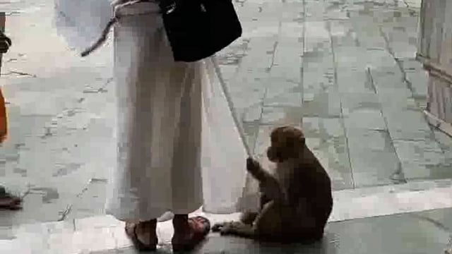 सोशल मीडिया पर तेजी से एक वीडियो हो रहा है वायरल एक बंदर साधु को पकड़ लेता और खाने की मांग करने लगा