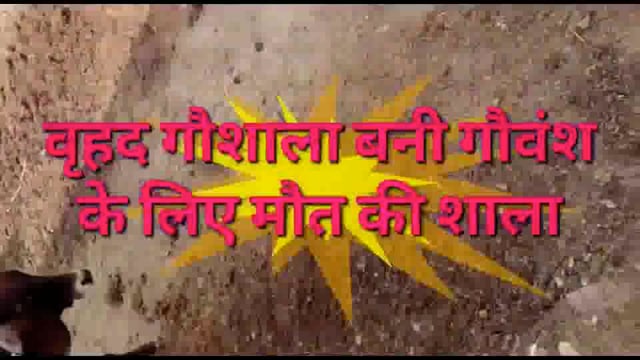 गौशाला बनी गौवंश के लिए मौत की शाला, चिकित्सा चारा भूसा के अभाव में जर्जर होकर तोड़ रहे दम 
जिम्मेदार का जवाब सब चका चक