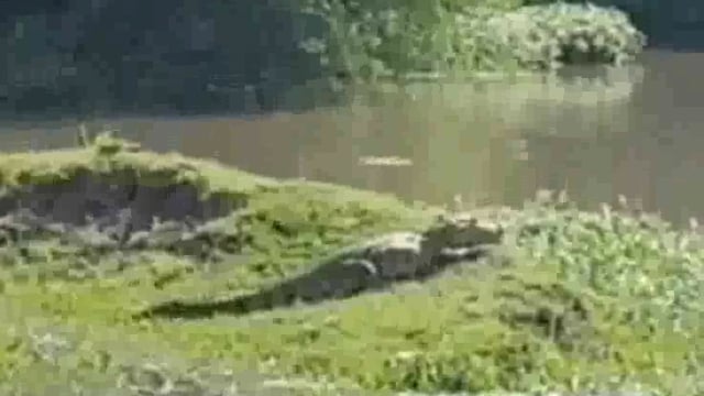 जालौन,तालाब में दस फीट लंबा मगरमच्छ दिखने से मचा हड़कंप, ग्रामीणों ने रेस्क्यू ऑपरेशन करके बड़ी मशक्कत के बाद पकड़ा