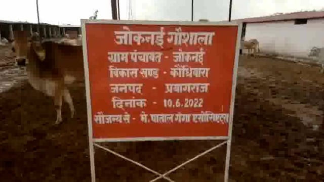 जोखनई कान्हा गौशाला में चारा-पानी के अभाव में दम तोड़ रहे गोवंश,गौशाला के बाहर फेंके जा रहे मृत गौवंश के शव 