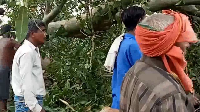 पेड़ गिराने से सड़क पर लगा लंबा जाम।