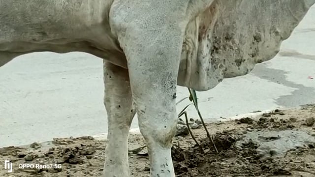 जालौन

जालौन नगर क्षेत्र में भी दिखे गायों में लंपी वायरस के लक्षण 