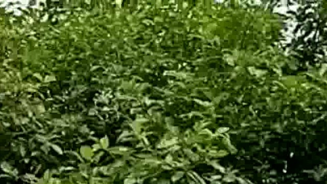 मुख्यमंत्री योगी आदित्यनाथ ने बस्ती जिले के बाढ़ प्रभावित क्षेत्रों का किया हवाई सर्वेक्षण