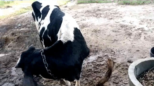 सोनई क्षेत्र में पैर पसारता लंबी रोग: तेहरा महावन में 1 दर्जन से अधिक गौमाता ग्रसित