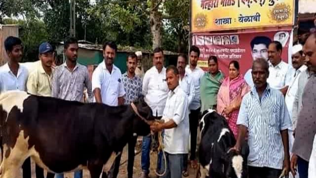 तासगाव तालुक्यातील जनावरांना लम्पी लसीकरणांना सुरुवात; आमदार सुमंनताई पाटील यांनी घेतला पुढाकार