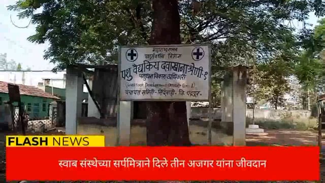 स्वाब संस्थेच्या सर्पमित्रांनी दिले तीन अजगरांना जीवदान. 