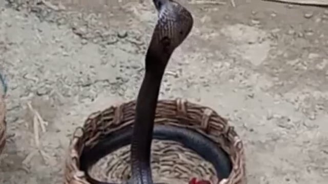 कन्नौज के ठठिया में फ्रिज के नीचे बैठे जहरीले सर्प ने युवती को डसा जिला अस्पताल में कराया गया भर्ती डॉक्टर ने किया मृत घ