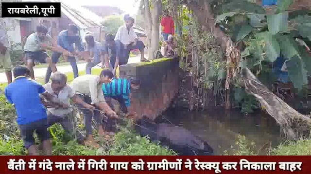 बैंती कस्बे में स्थित नाले में गिरी गाय को ग्रामीणों ने रेस्क्यू कर कड़ी मशक्कत के बाद निकाला बाहर