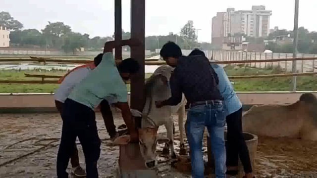 जनपद भर में सैकड़ों लंपी वायरस की चपेट में आए गोवंश