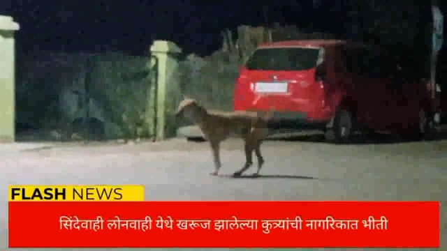 सिंदेवाही लोनवाही येथील खरूज झालेल्या कुत्र्यांचा बंदोबस्त करा. 