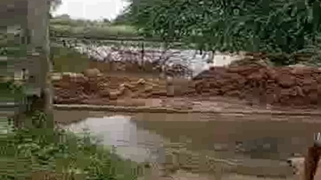 ग्राम पंचायत नगौड़ा के सरूपा क निवासियों के लिए बरसात बनी आफत: गन्दगी के बीच से निकलने को मजबूर