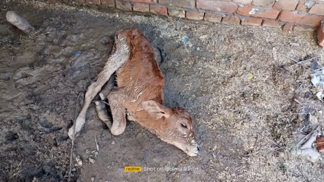 लंपी लंपी लंपी नहीं थमने का नाम ले रहा है लंपी: सर्वा जंगली में एक गाय बछड़े की मौत