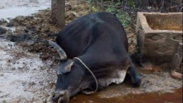 विद्युत पोल मे करंट उतरने से गाय की हुई मौत किसान ने दी बिजली विभाग के अधिकारियों को सूचना