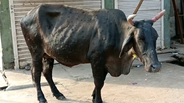 जालौन

नगर क्षेत्र में आवारा जानवर आ रहें हैं लंपी वायरस की चपेट में
उचित चिकित्सा सेवाओं की दरकार 